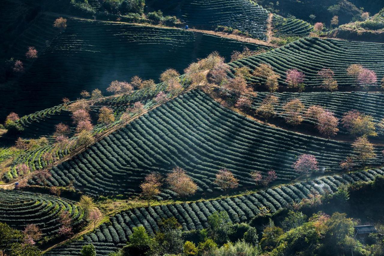 Hotel De La Coupole - Mgallery Sapa Eksteriør billede Tea plantation in China